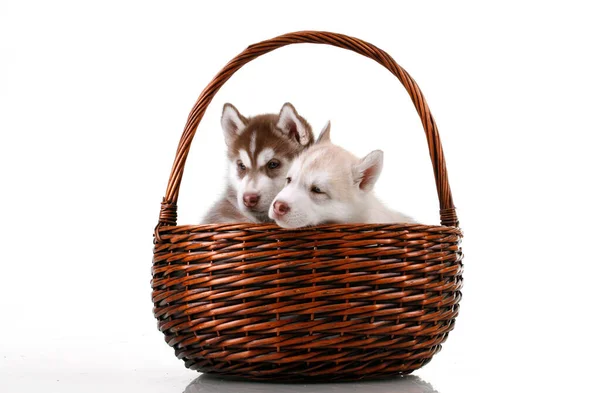 Adorable Siberian Husky Puppies Wicker Basket — Stock Photo, Image