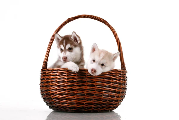 Adorable Siberian Husky Puppies Wicker Basket — Stock Photo, Image