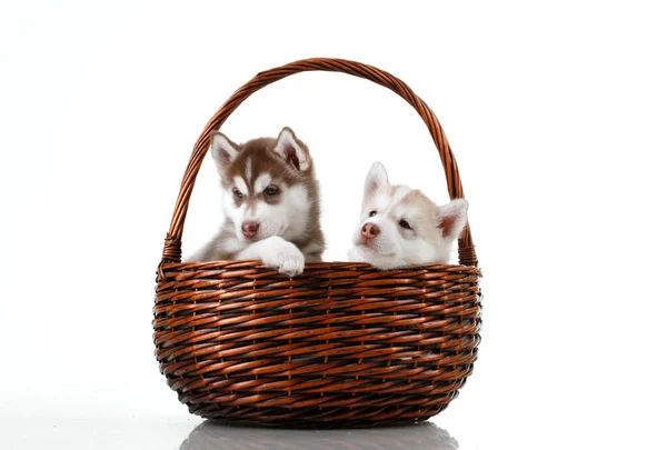 Adorable Siberian Husky Puppies Wicker Basket — Stock Photo, Image