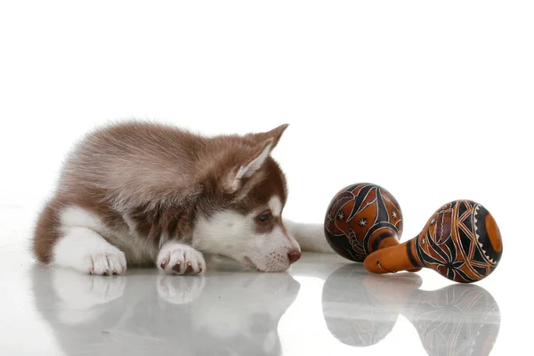 Adorable Siberian Husky Puppy — Stock Photo, Image