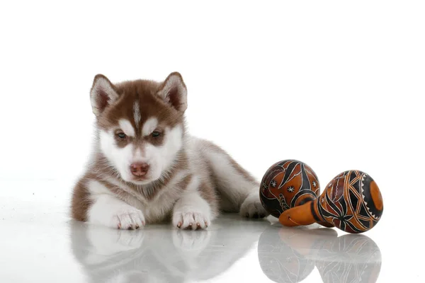 Schattige Siberische Husky Puppy — Stockfoto