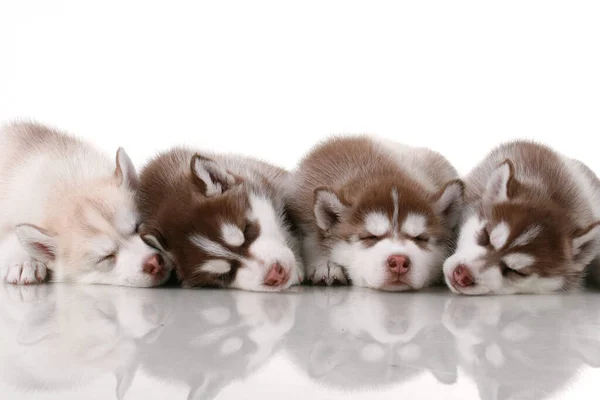 Adorabile Siberian Husky Cuccioli Sfondo Studio — Foto Stock