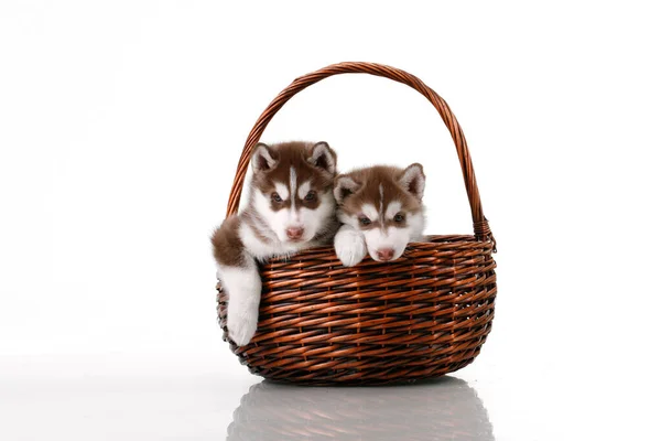 Adorable Siberian Husky Puppies Wicker Basket — Stock Photo, Image