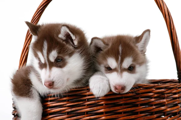 Adorable Siberian Husky Puppies Wicker Basket — Stock Photo, Image