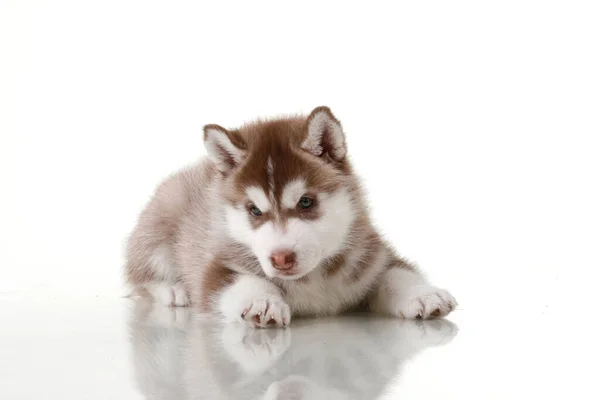 Adorável Siberian Husky Filhote Cachorro Fundo Branco — Fotografia de Stock