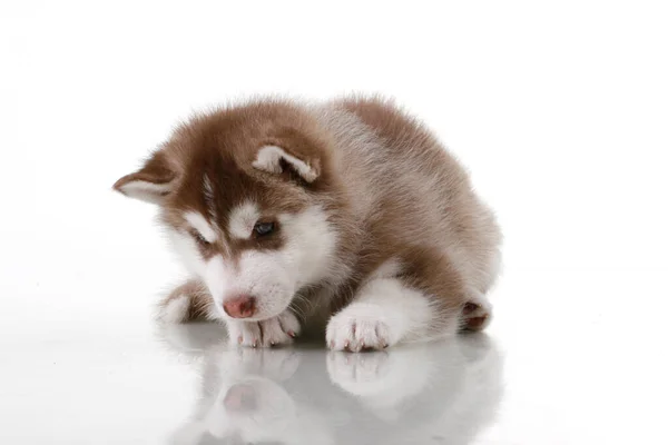 Adorable Siberian Husky Puppy White Background — Stock Photo, Image