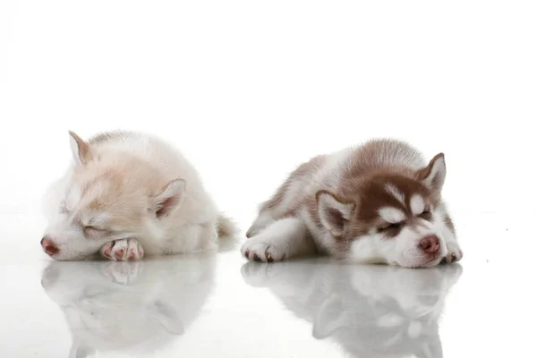 Adorables Cachorros Husky Siberianos Fondo Del Estudio —  Fotos de Stock