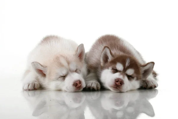 Adoráveis Siberian Husky Filhotes Fundo Estúdio — Fotografia de Stock