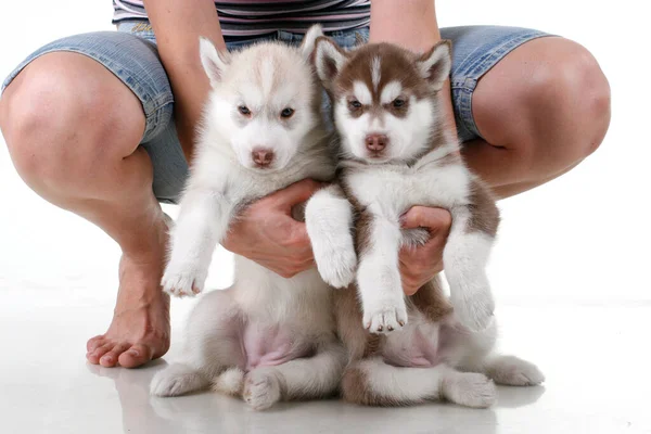 Adorable Siberian Husky Puppies Studio Background — Stock Photo, Image