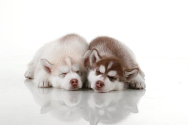 Stüdyo arka planında sevimli Sibirya Husky yavruları 