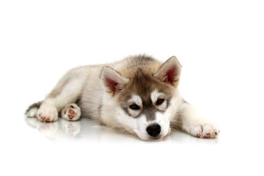 Beyaz arka planda sevimli Sibirya Husky köpeği 