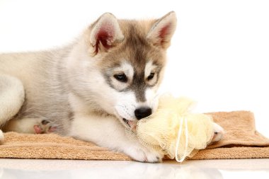 Sibirya Husky yavrusu, iki ay yaş