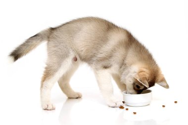 Beyaz arka planda sevimli Sibirya Husky köpeği 