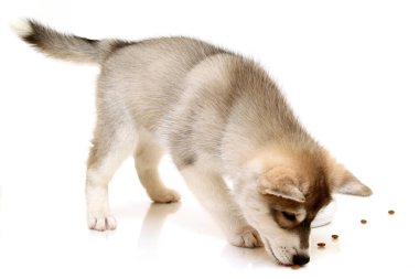 Beyaz arka planda sevimli Sibirya Husky köpeği 