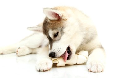 Beyaz arka planda sevimli Sibirya Husky köpeği 