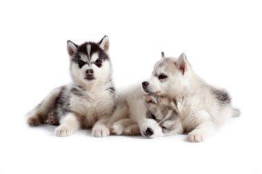Stüdyo arka planında sevimli Sibirya Husky yavruları