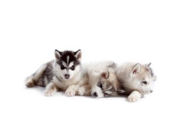 Stüdyo arka planında sevimli Sibirya Husky yavruları
