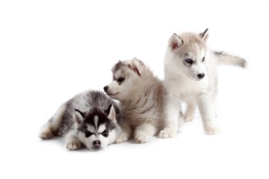 Stüdyo arka planında sevimli Sibirya Husky yavruları