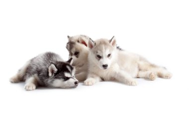 Stüdyo arka planında sevimli Sibirya Husky yavruları