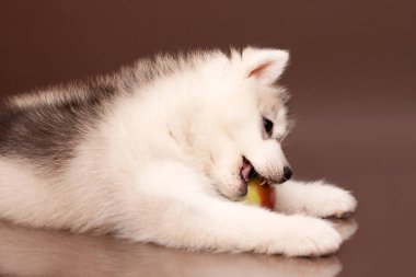 Stüdyonun arka planına karşı sevimli köpek yavrusu