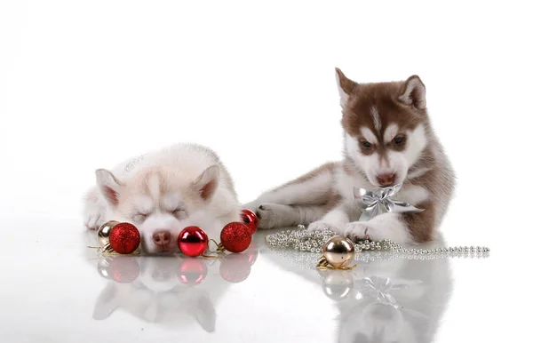 Syberyjskie Szczenięta Husky Koncepcja Świąt Bożego Narodzenia — Zdjęcie stockowe