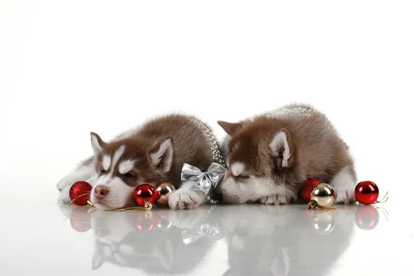 Siberian Husky Puppies Christmas Holiday Concept — Stock Photo, Image