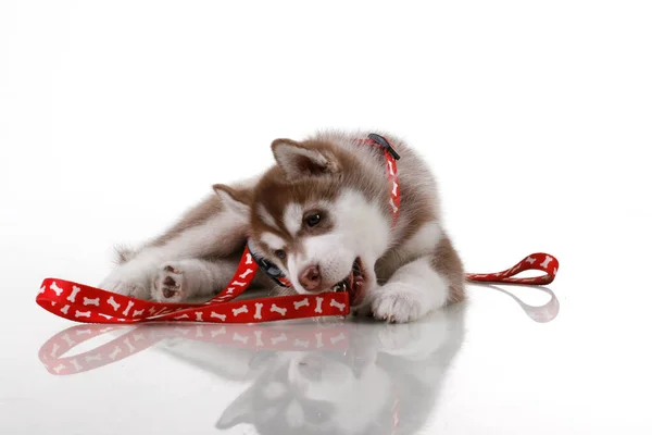 Schattige Siberische Husky Puppy Witte Achtergrond — Stockfoto