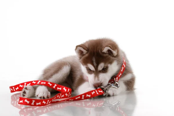 Schattige Siberische Husky Puppy Witte Achtergrond — Stockfoto