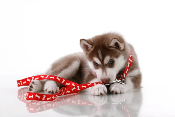 Schattige Siberische Husky Puppy Witte Achtergrond — Stockfoto