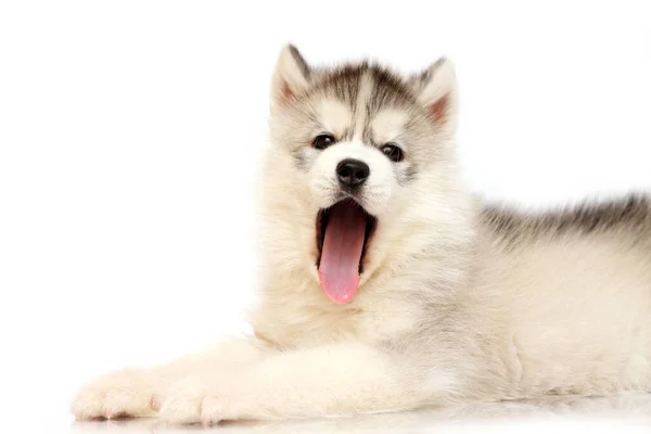 Adorable Siberian Husky Puppy White Background — Stock Photo, Image