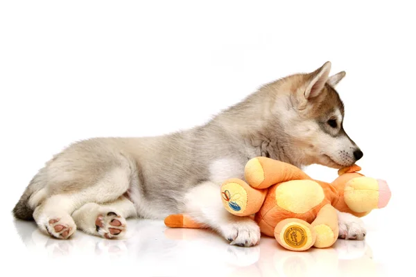 Brincalhão Siberian Husky Cachorro — Fotografia de Stock