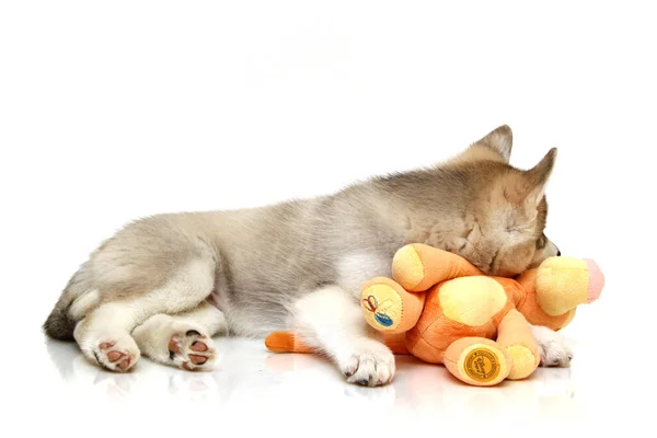 Playful Siberian Husky Puppy — Stock Photo, Image