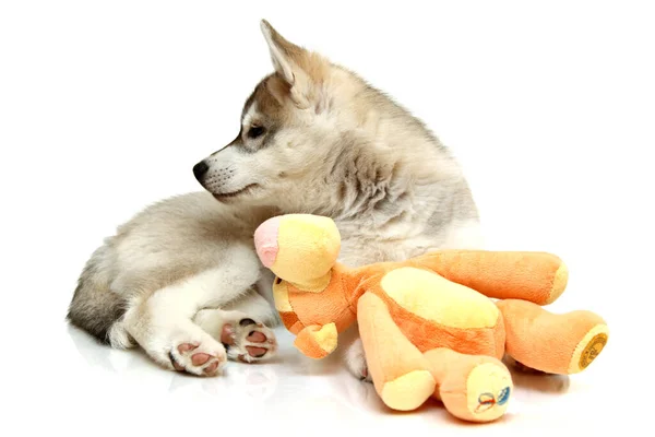 Juguetón Siberiano Husky Cachorro — Foto de Stock