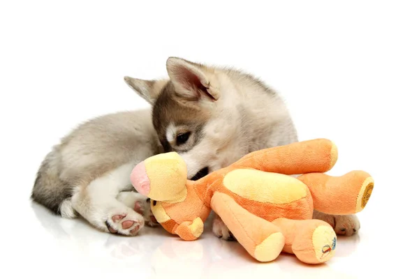 Juguetón Siberiano Husky Cachorro — Foto de Stock