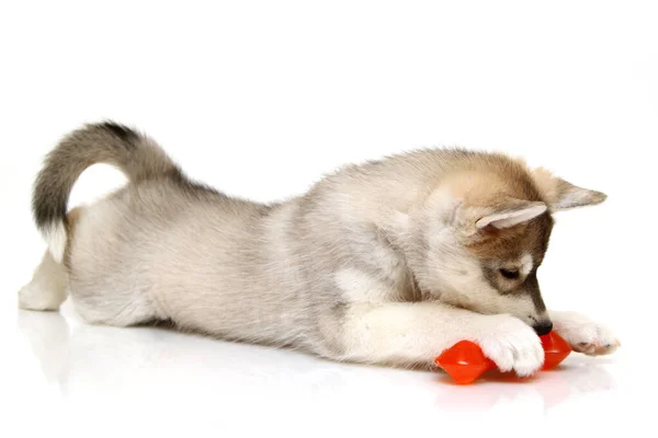 Adorable Siberian Husky Puppy White Background — Stock Photo, Image