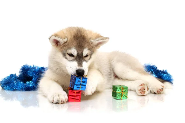 스러운 시베리아 허스키 강아지 크리스마스 컨셉트 — 스톡 사진