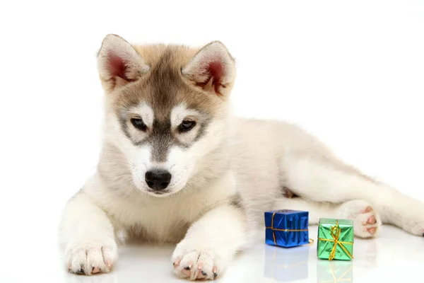 Adorável Siberian Husky Filhote Cachorro Conceito Natal — Fotografia de Stock