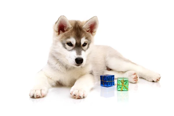 Schattig Siberisch Husky Puppy Kerstconcept — Stockfoto