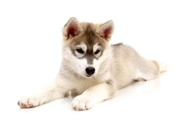 Schattige Siberische Husky Puppy Witte Achtergrond — Stockfoto