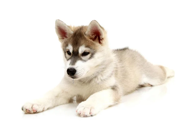 Schattige Siberische Husky Puppy Witte Achtergrond — Stockfoto