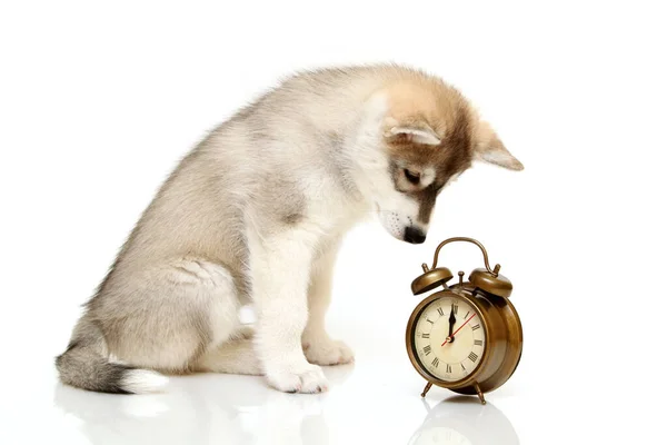 Siberian Husky Puppy Alarm Clock — Stock Photo, Image