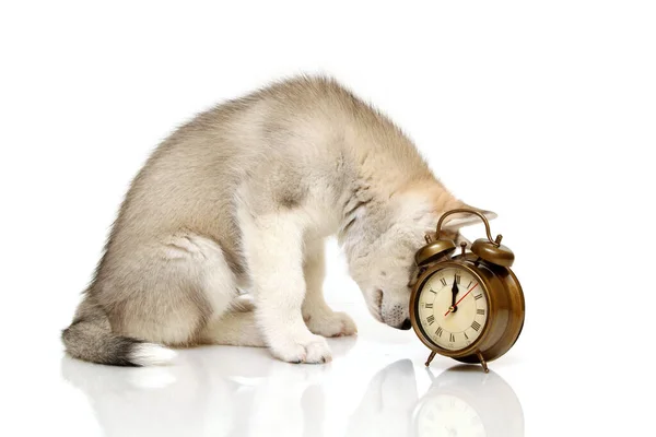 Siberian Husky Puppy Alarm Clock — Stock Photo, Image