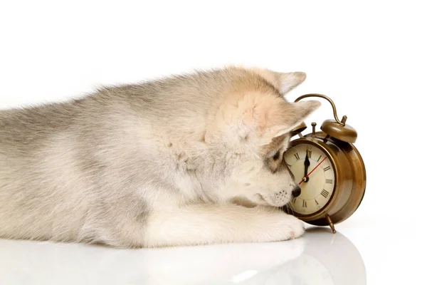 Siberian Husky Puppy Alarm Clock — Stock Photo, Image