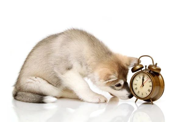 Cachorro Husky Siberiano Con Despertador — Foto de Stock