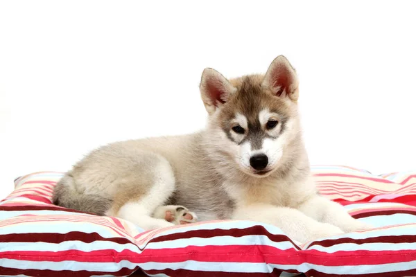 Adorable Cachorro Husky Siberiano Sobre Fondo Blanco — Foto de Stock