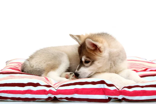 Adorable Cachorro Husky Siberiano Sobre Fondo Blanco —  Fotos de Stock