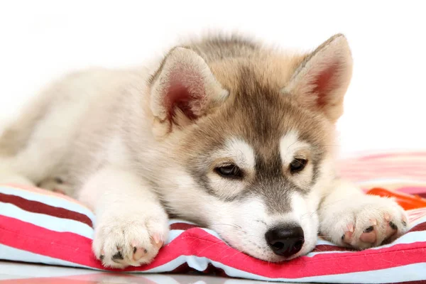 Schattige Siberische Husky Puppy Witte Achtergrond — Stockfoto