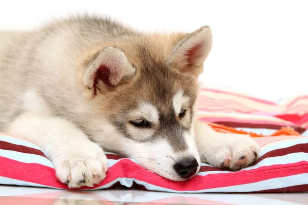 Adorable Siberian Husky Puppy White Background — Stock Photo, Image