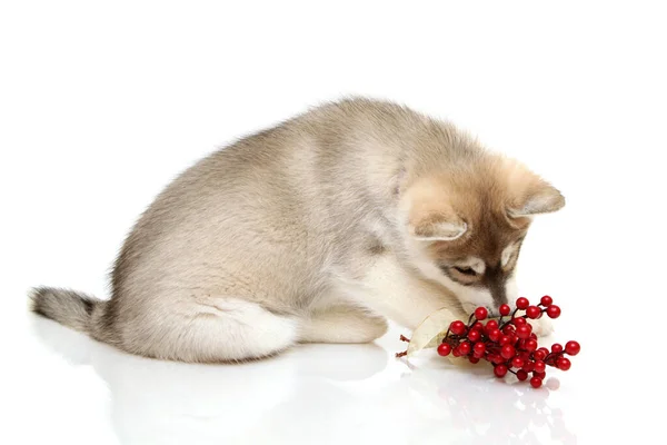 Αξιολάτρευτο Σιβηρίας Husky Κουτάβι Χριστούγεννα Έννοια — Φωτογραφία Αρχείου