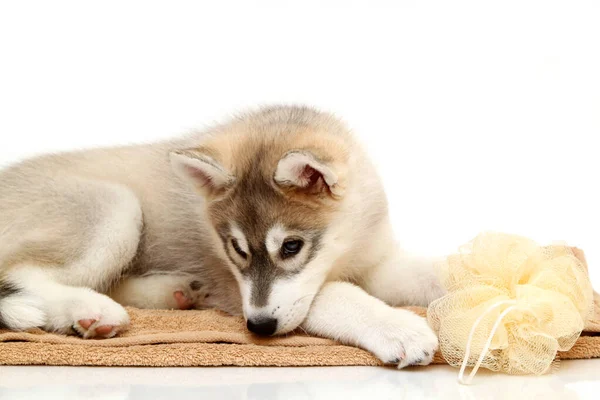 Siberian Husky Puppy Age Two Months — Stock Photo, Image
